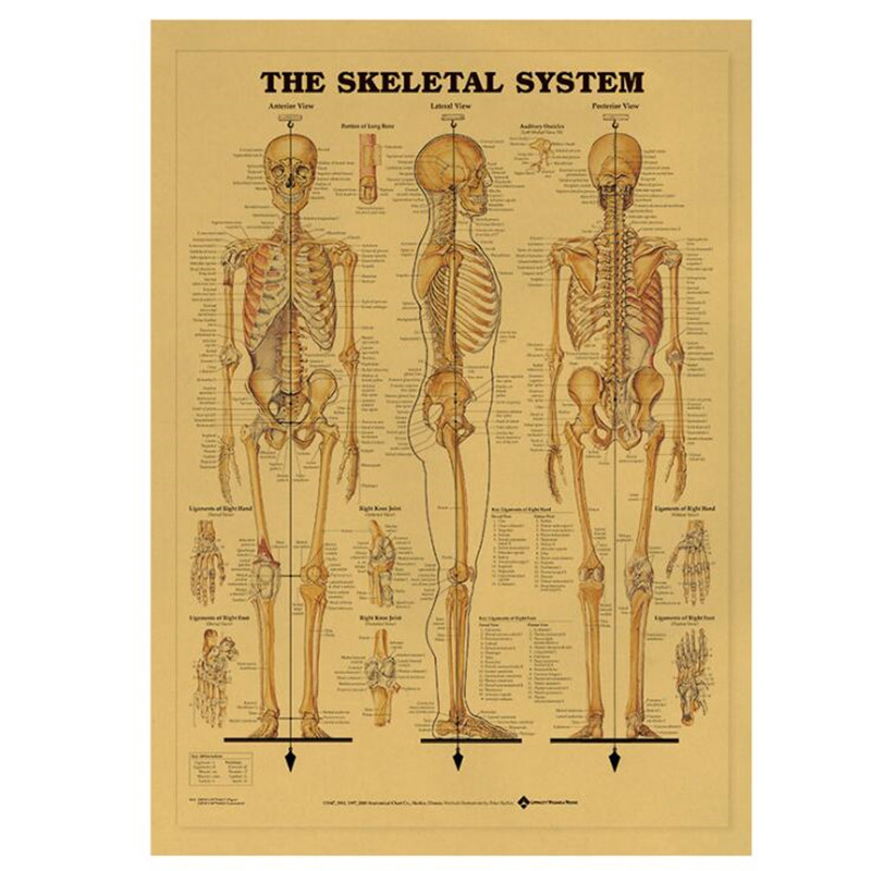Vintage The Skeletal System Me - Home Decor Indonesia review and price