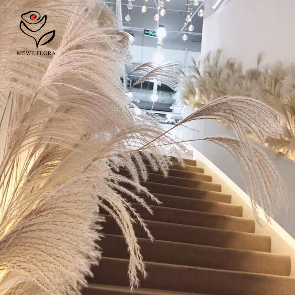 200PCS Natural Dried Fluffy Re - Pampas Grass Decor review and price