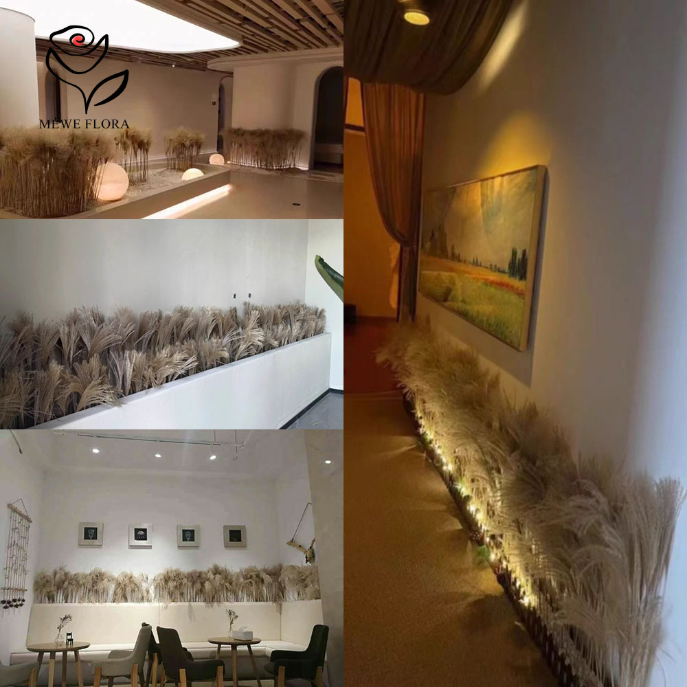 200PCS Natural Dried Fluffy Re - Pampas Grass Decor review and price