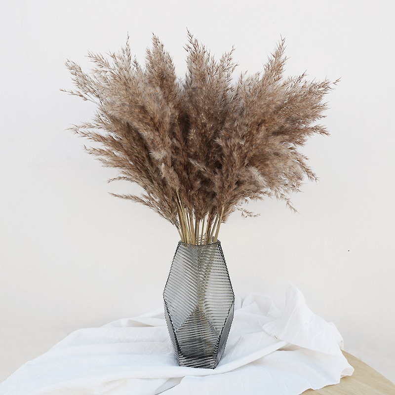 10Pcs Colorful Natural Reeds P - Pampas Grass Decor review and price