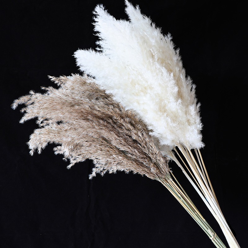 10Pcs Colorful Natural Reeds P - Pampas Grass Decor review and price