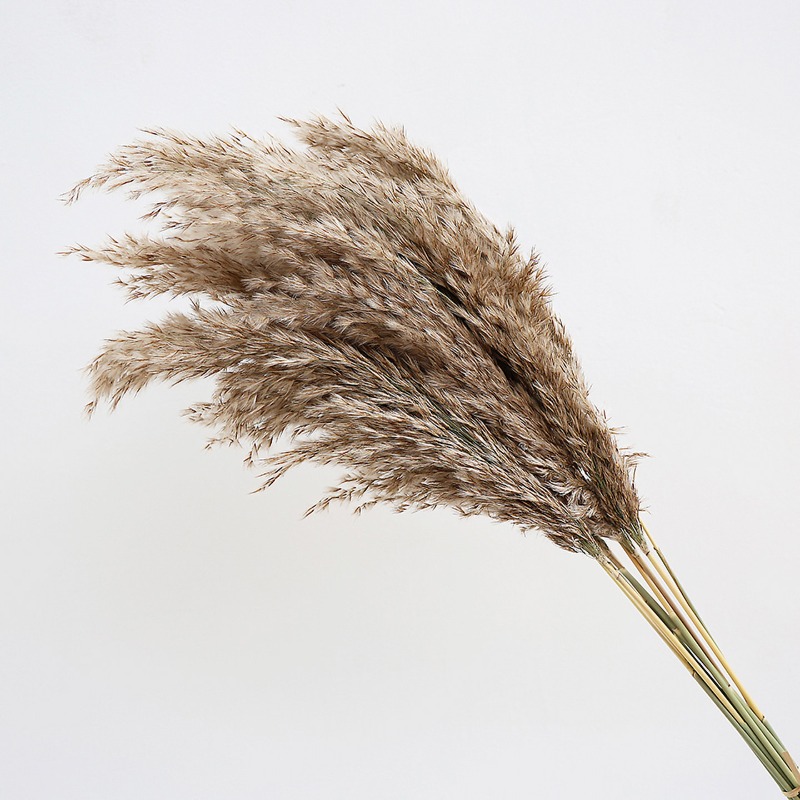 10Pcs Colorful Natural Reeds P - Pampas Grass Decor review and price