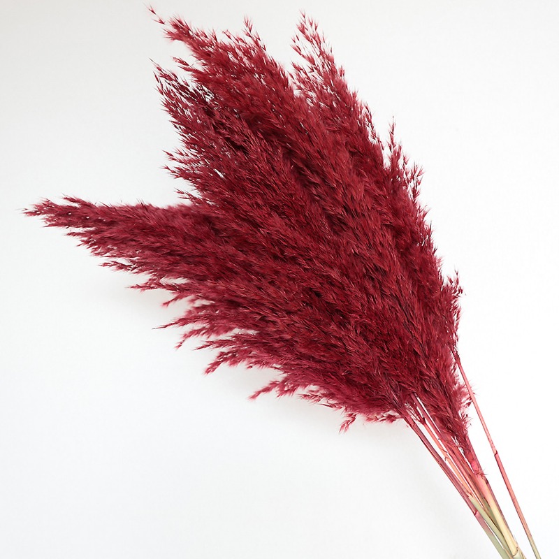10Pcs Colorful Natural Reeds P - Pampas Grass Decor review and price