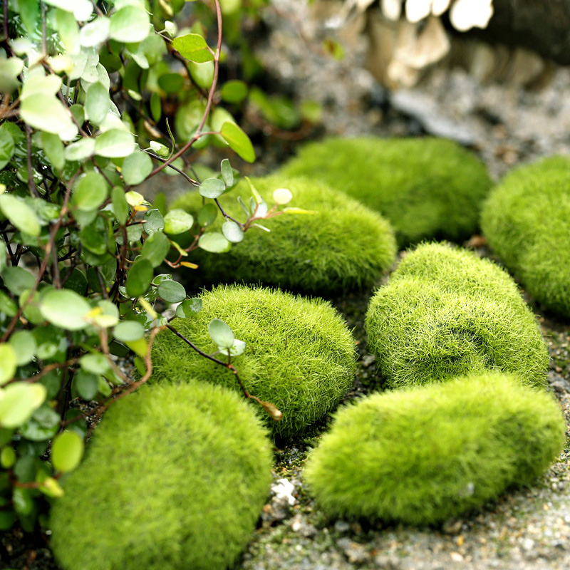Green Artificial Grass Foam Mo - Home Decor Za review and price