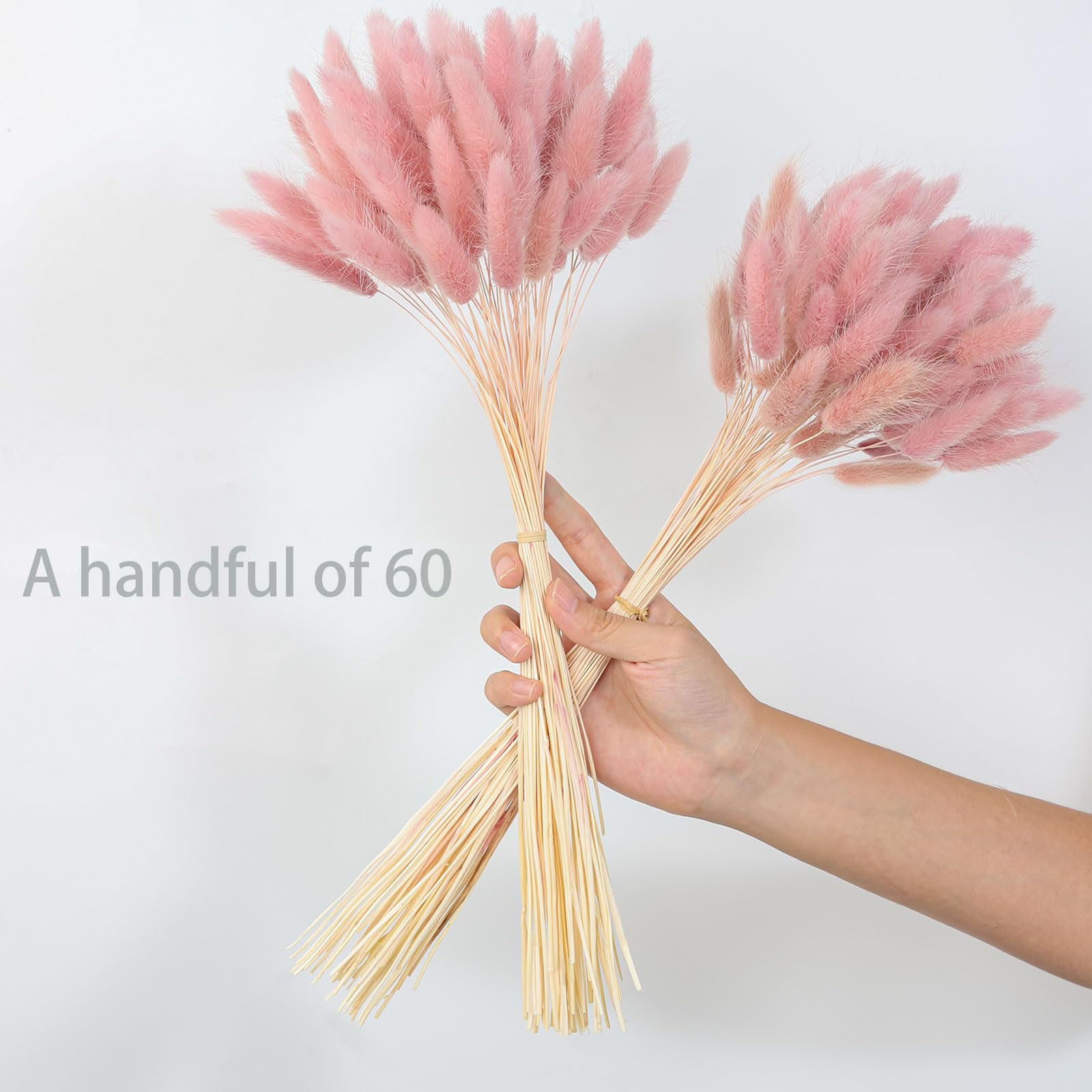 120 Stem Pink Dried Pampas Bun - Pampas Grass Decor review and price
