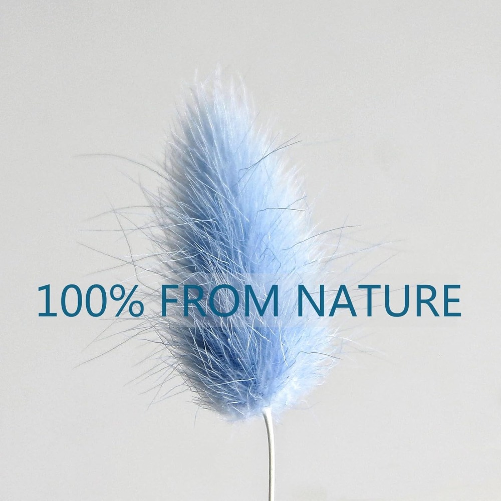 100PCS Blue Hare's-tail Grass  - Pampas Grass Decor review and price